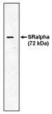 Western blot analysis  using SRα antibody at 1 µg/ml on canine microsomal protein.